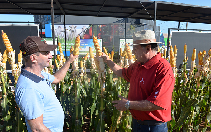 Qual � a produtividade das lavouras experimentais do Parque da Expodireto?