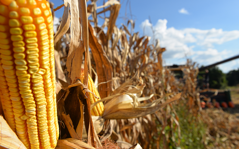 F�rum Nacional do Milho: Evento refor�ar� a import�ncia do cereal 