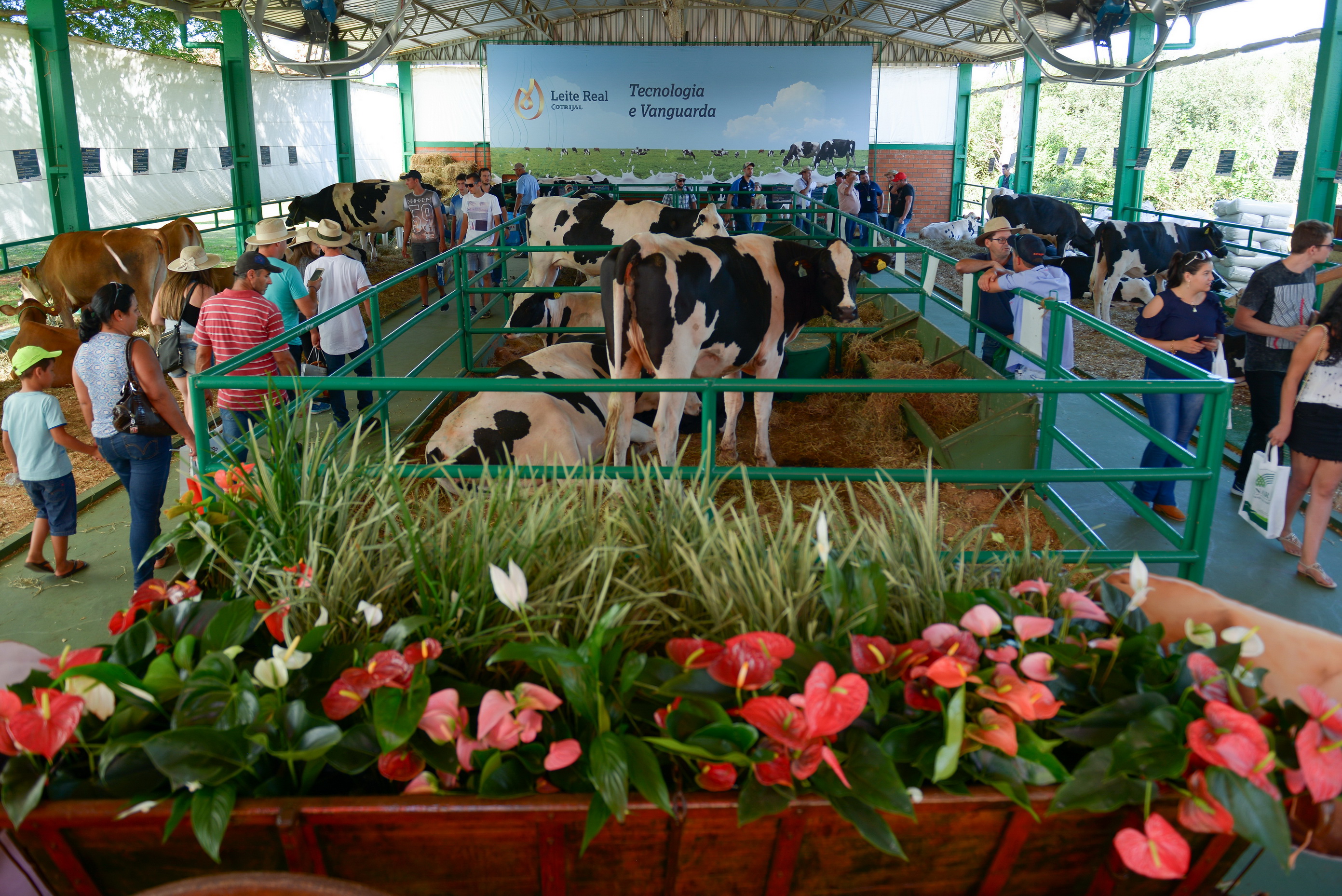 PRODUCCI�N ANIMAL Y TIENDAS: Estructura fija para atender bien al asociado